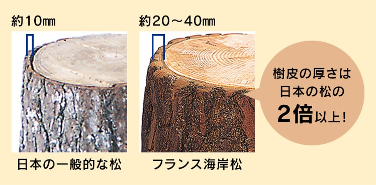 フランス海岸松の樹皮の厚さは日本の松の2倍以上！