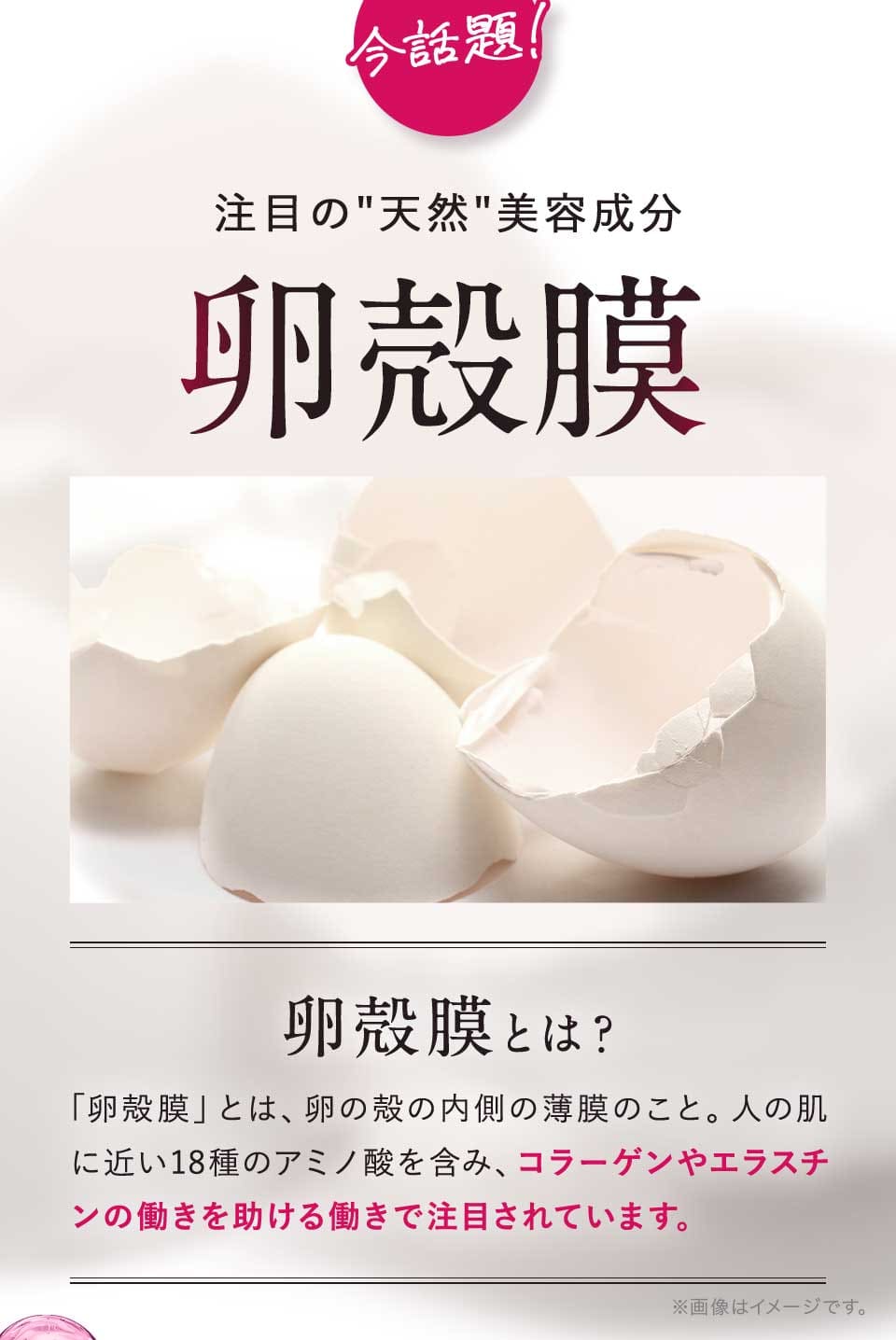 卵殻膜